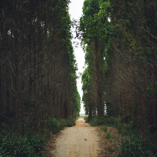 pexels-photo-15533676-1