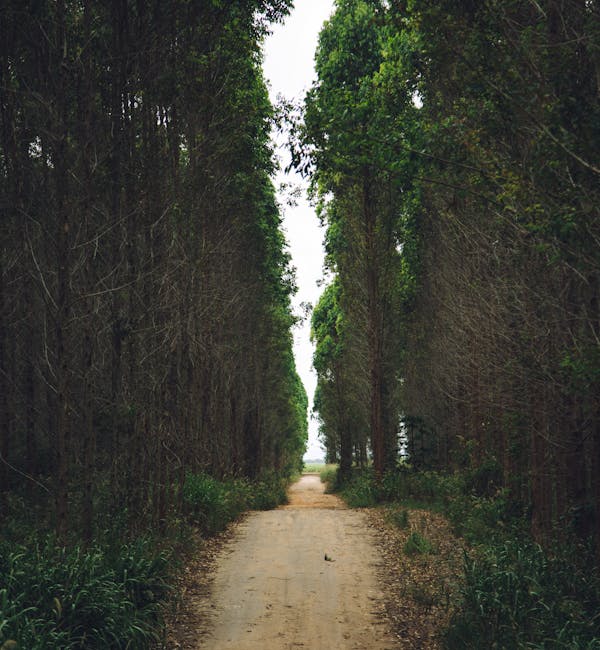 pexels-photo-15533676-2