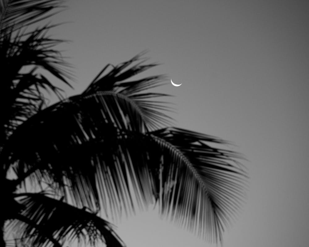pexels-photo-21855086